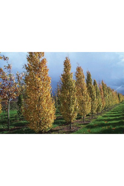 Граб звичайний Frans Fontaine 